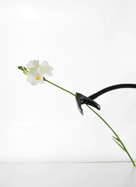 a small white flower is tied with a black cord