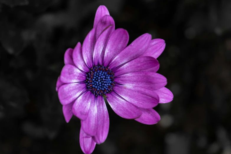 an purple flower with dark background