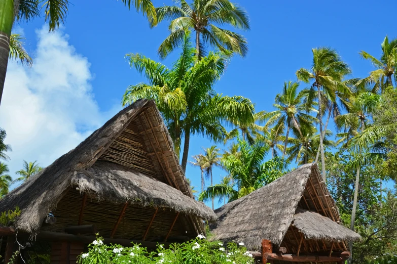 a po of two buildings surrounded by palm trees