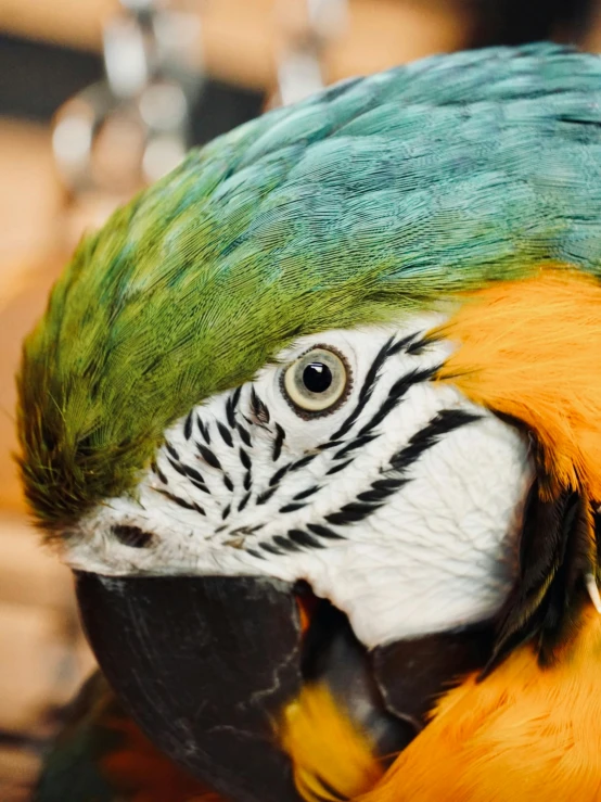 a colorful parrot with a blue, green, and yellow feathers