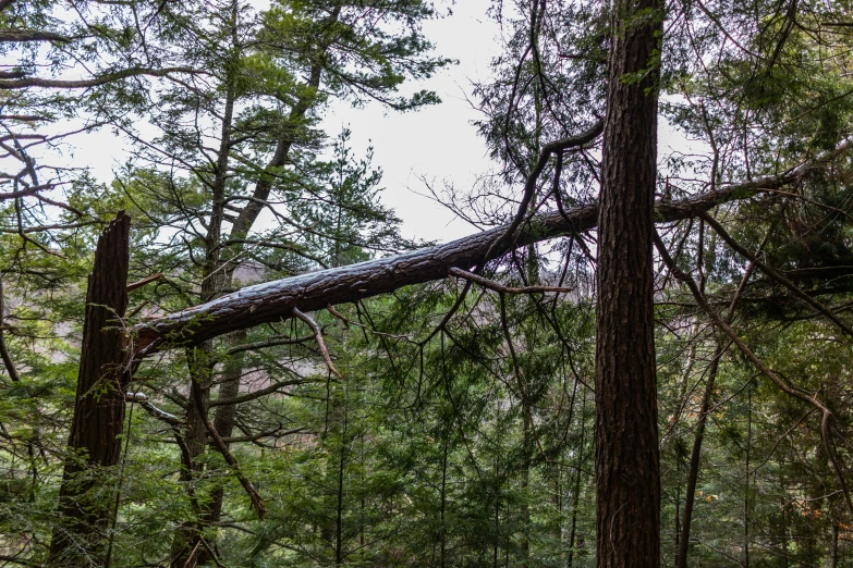 a downed tree that is hanging over a road