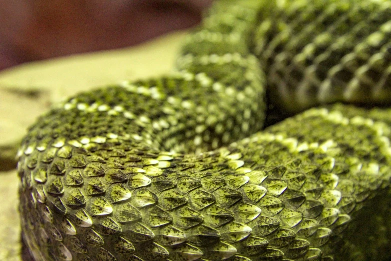 green snakes curled in a circle on a table