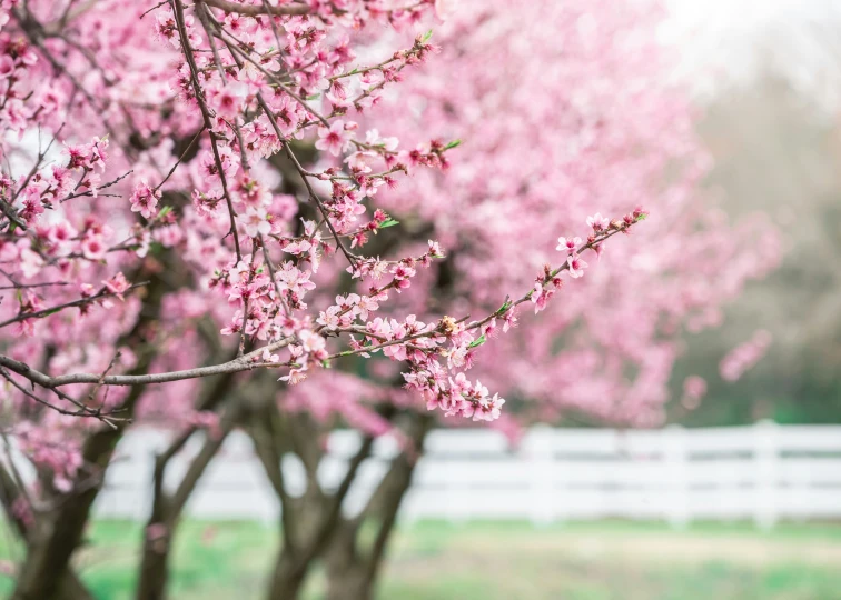 blooming trees with pink flowers in a field