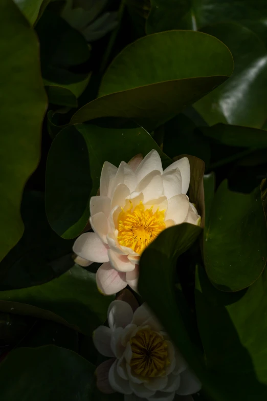 the white and yellow flower is in the water