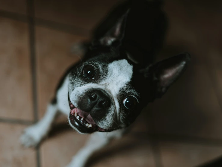 a small black and white dog has a funny look on it's face