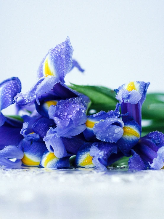 small purple flowers on top of a white table