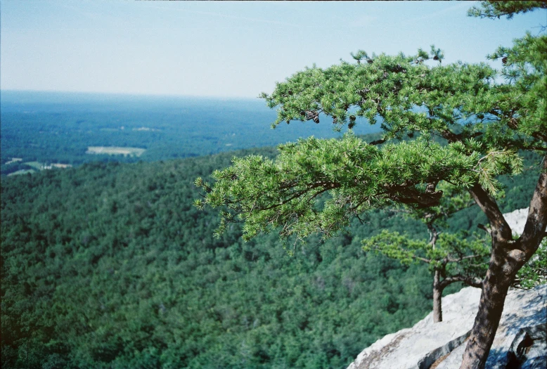 an image of some trees on a mountain