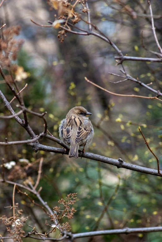 the bird is sitting on the tree nch