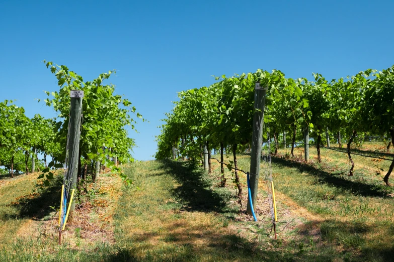 two poles next to each other near the g vines