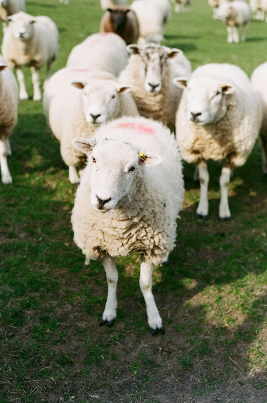 a herd of sheep standing on top of a green field