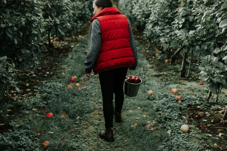 person with bucket walking in orchard picking peaches