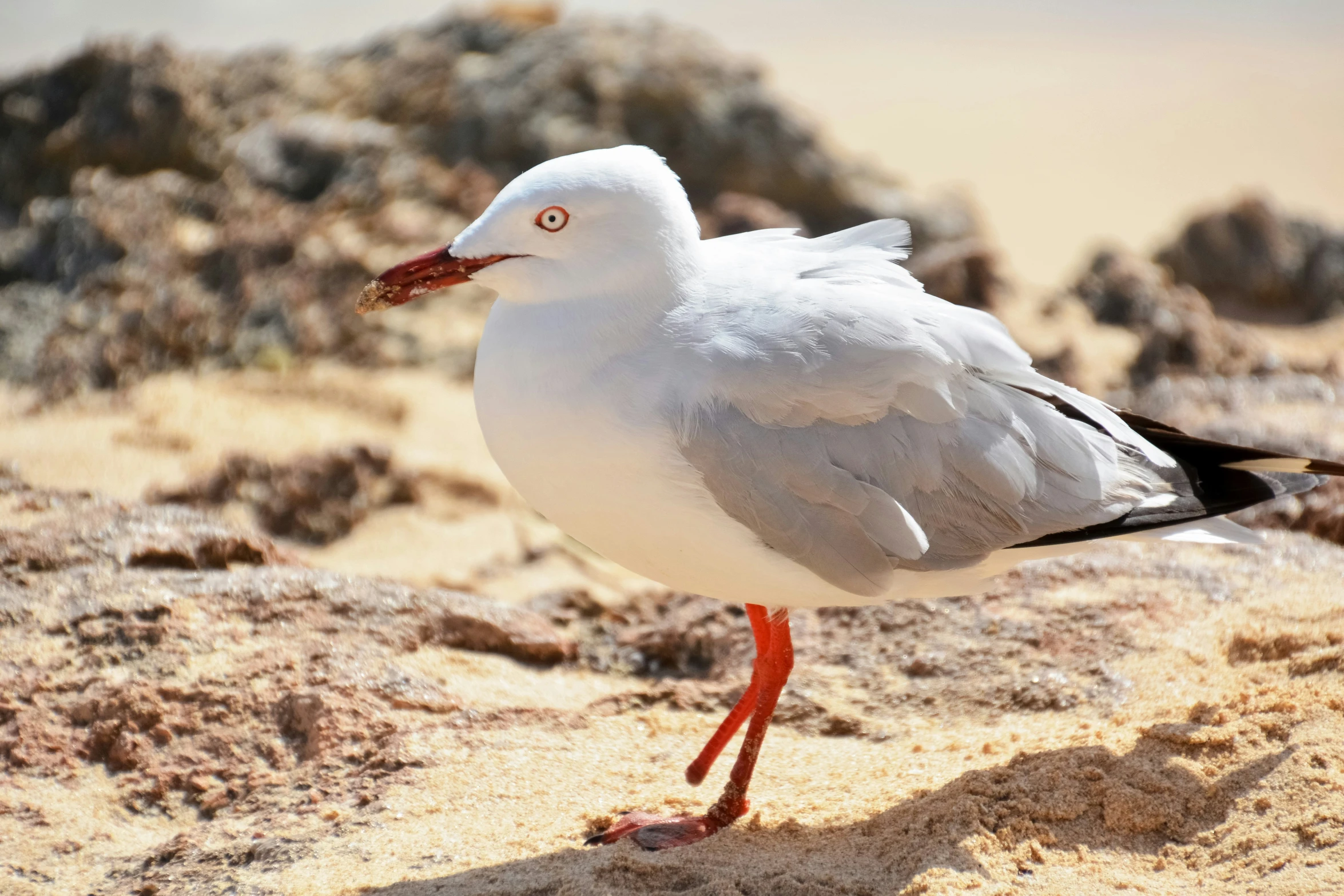 the bird is walking on sand in the desert