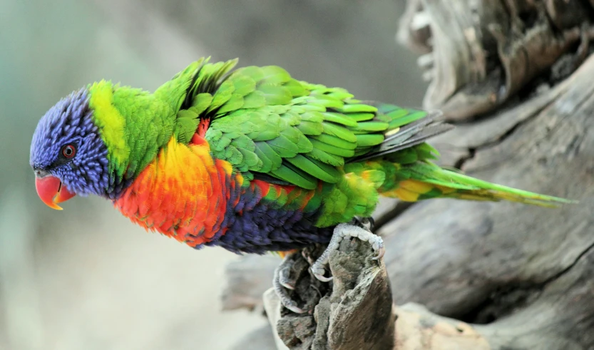 a multicolored parrot perched on a tree limb