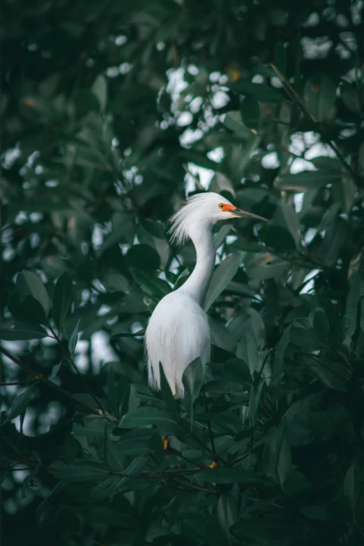 a white bird is standing in a tree