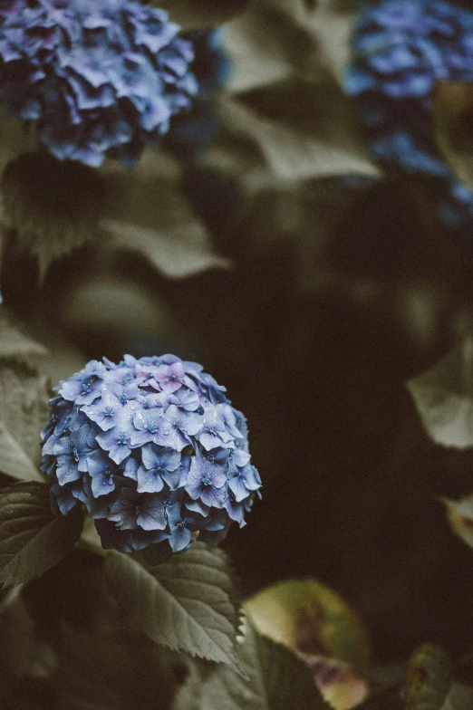 a group of blue flowers sitting next to each other