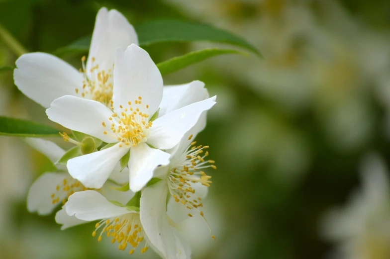 a close up of white flowers with green leaves in the background