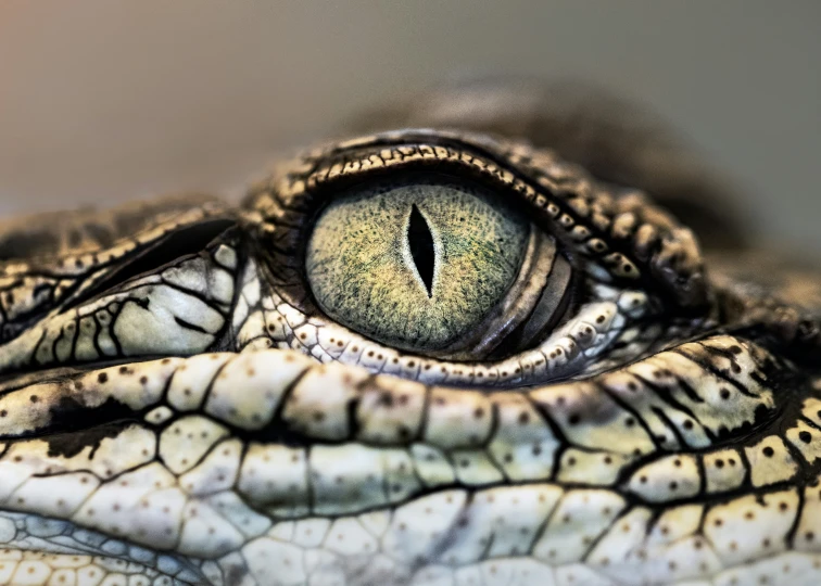an eye peers through the skin of a crocodile