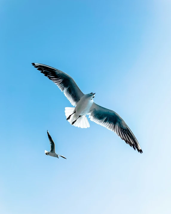 seagulls flying against blue sky in the spring