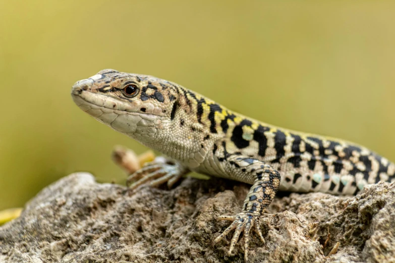 a gecko sitting on a rock with grass in the background