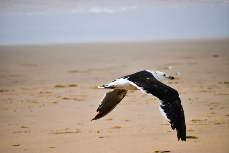 the large bird flies low over the sand