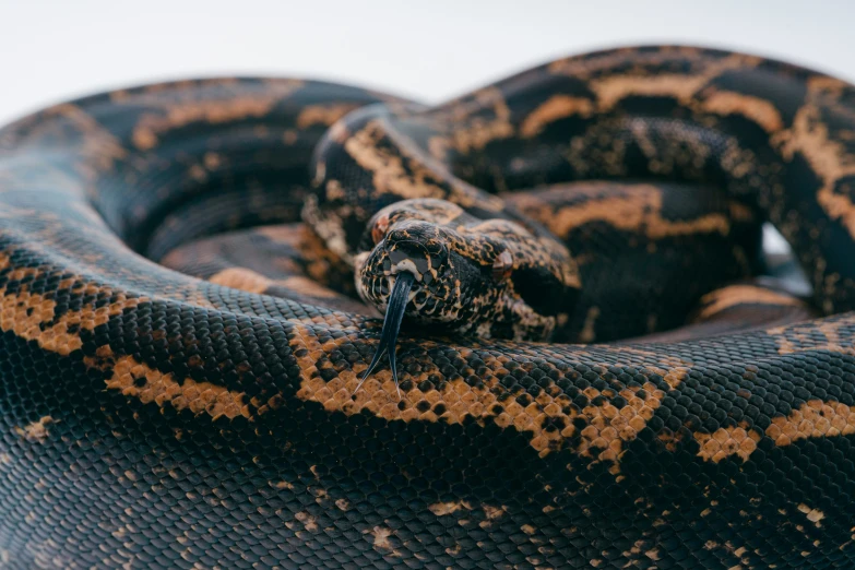 a black and brown snake with spots on it's skin