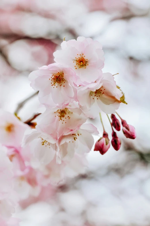 the nch of blossom in spring is shown