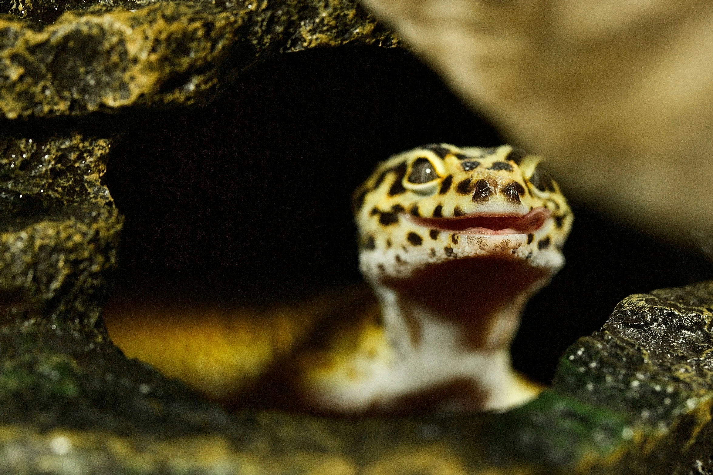 there is a small black and yellow lizard inside of rocks