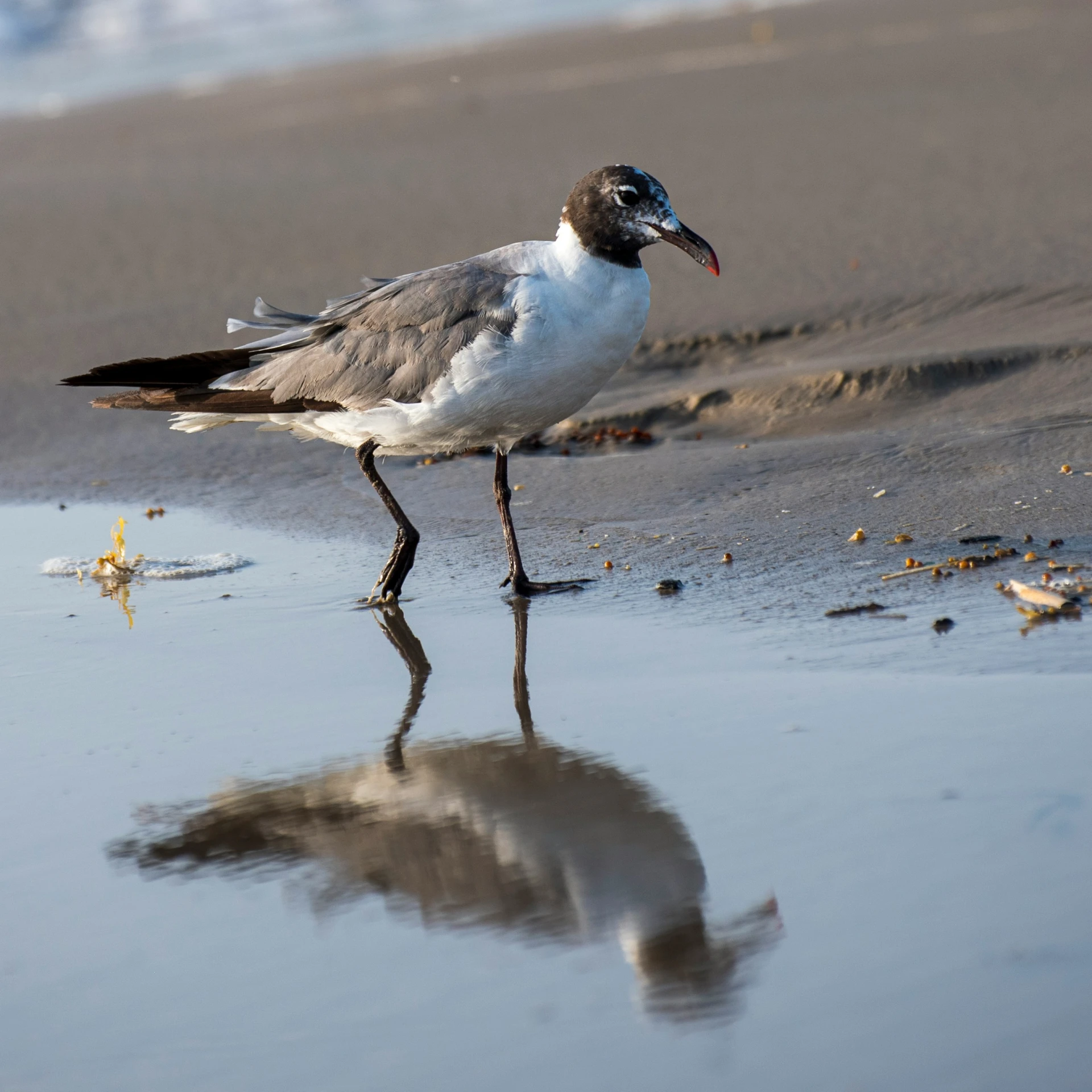 a bird walking across the beach with sand