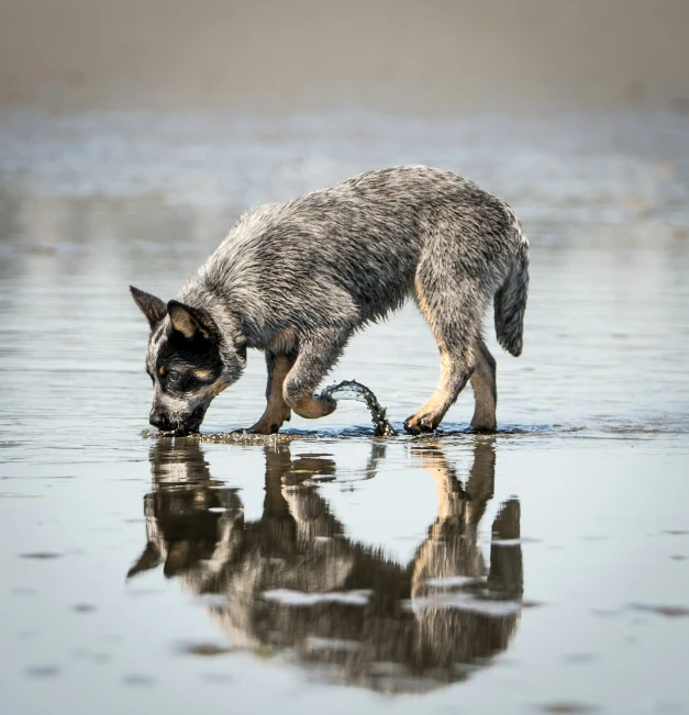 a dog is sniffing the water with his mouth