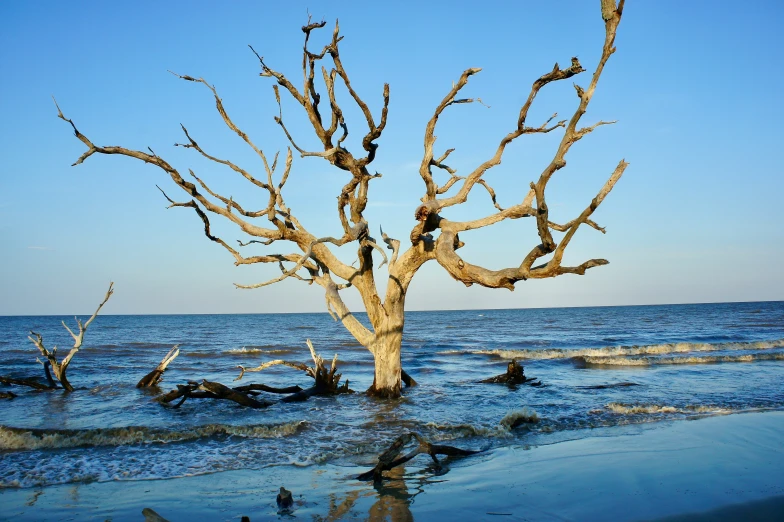 tree nches are growing in shallow water on beach