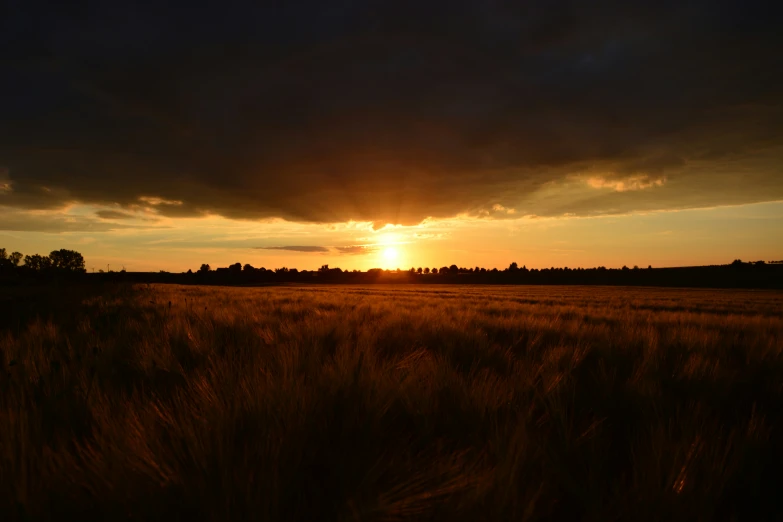 a very wide plain with many tall grasses at sunset