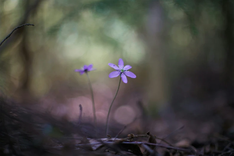 two blue flower buds are growing in the ground