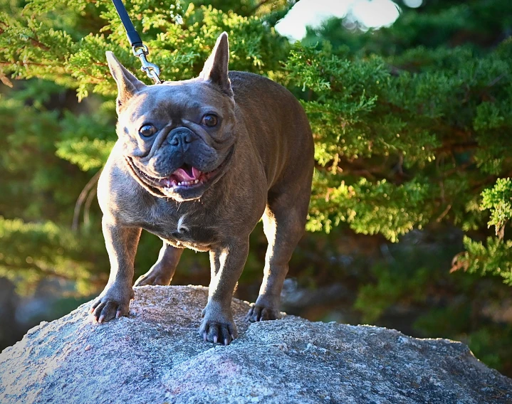 a close up of a dog with a leash on a rock