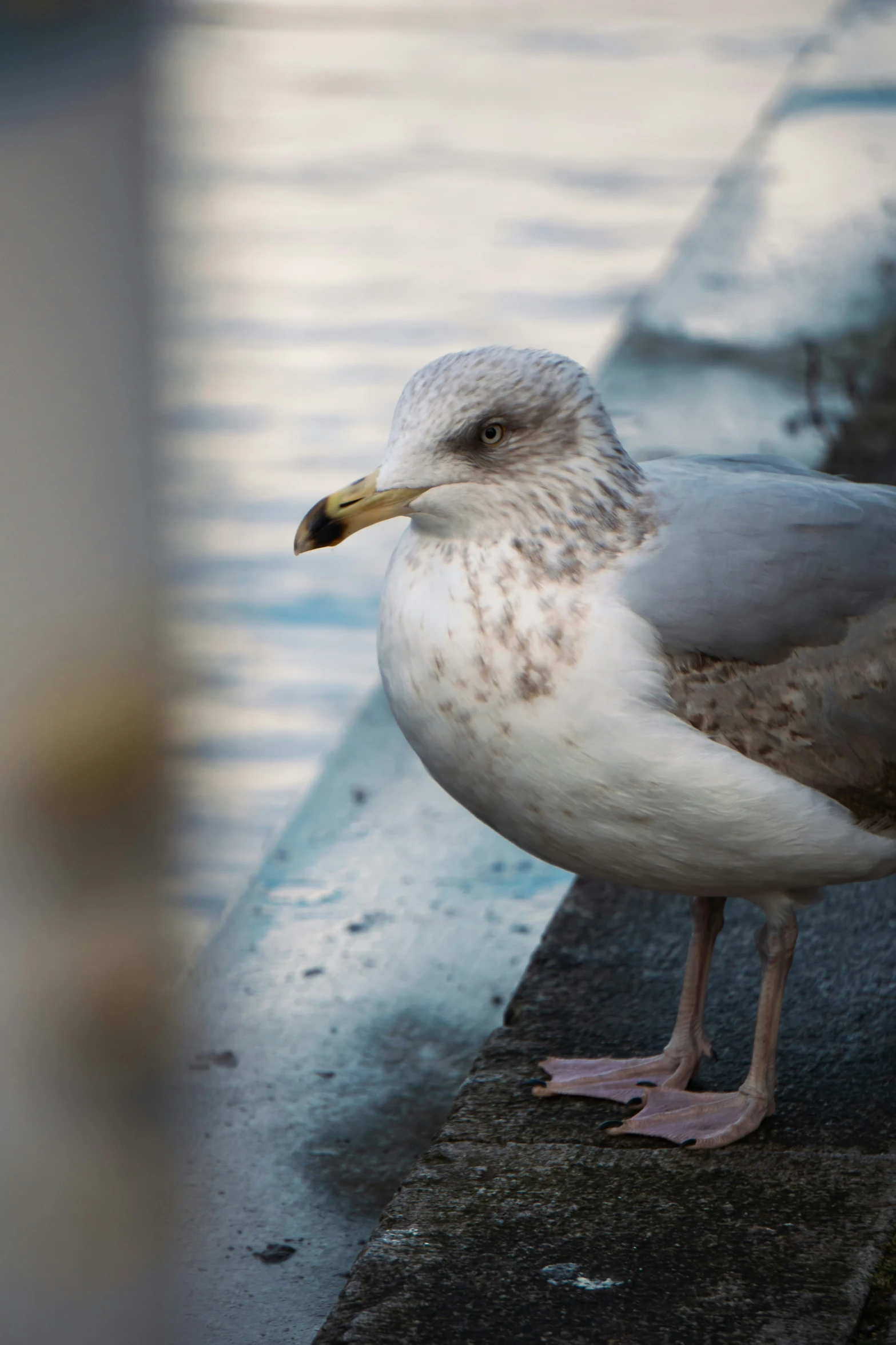 a seagull is standing on the edge of a pier