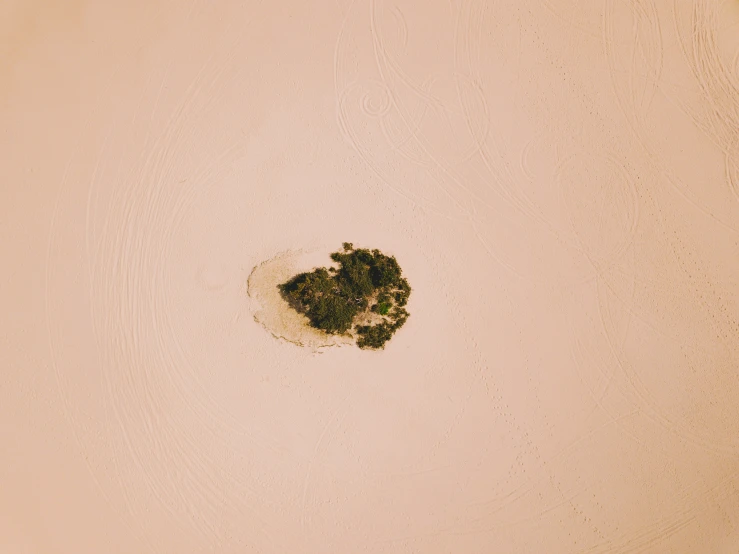 a small leaf on the sand by the water