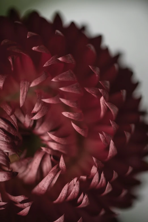 a close up view of a red flower