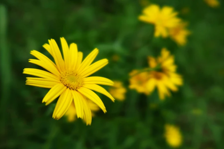 several small yellow flowers in grassy area with large leaves