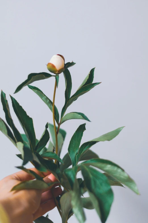 a close up of a hand holding a flower