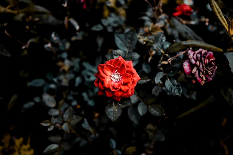 a single flower that is in front of some flowers