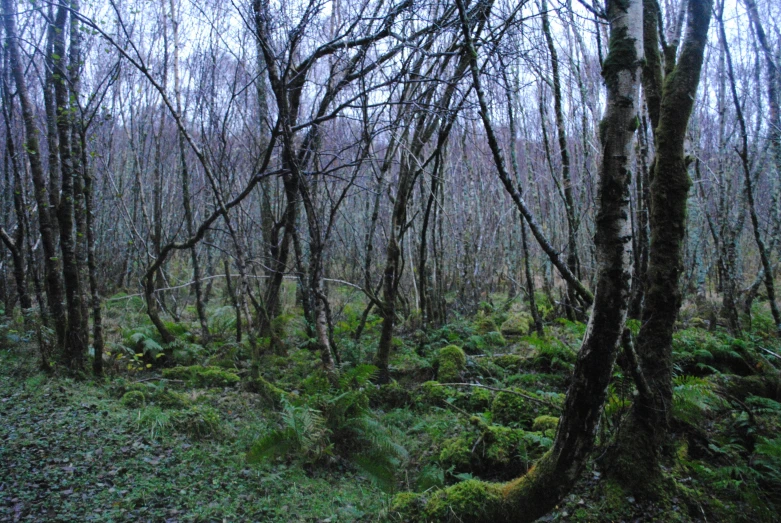 a forest with several trees and very green vegetation
