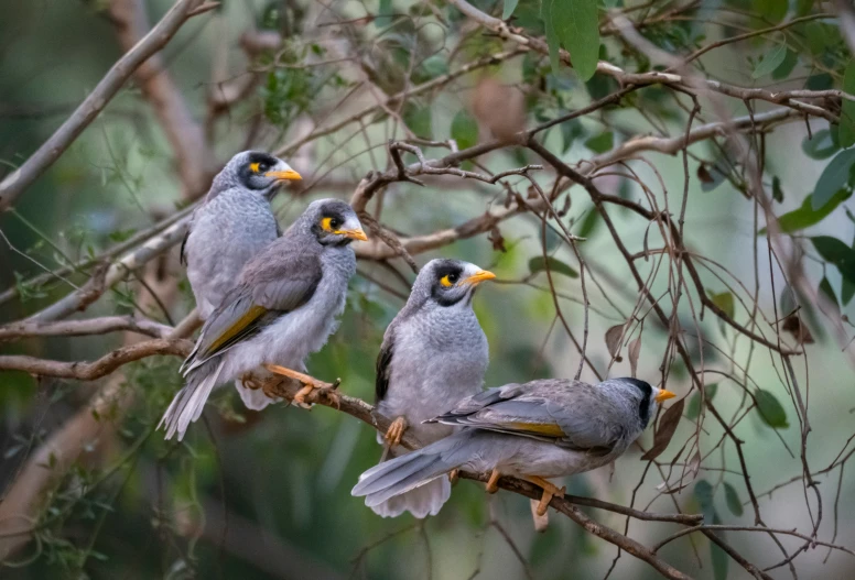 three gray and yellow birds perched on nches