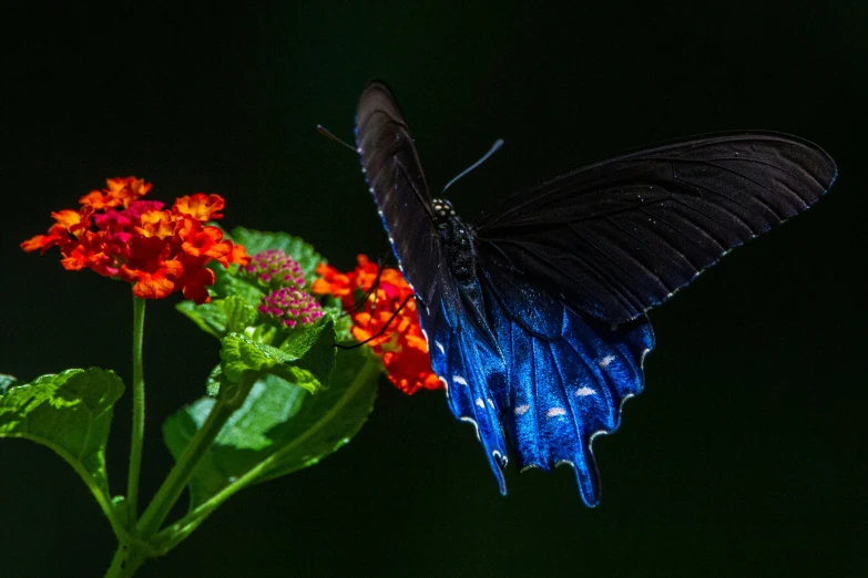 there is a black blue and orange erfly on top of a flower