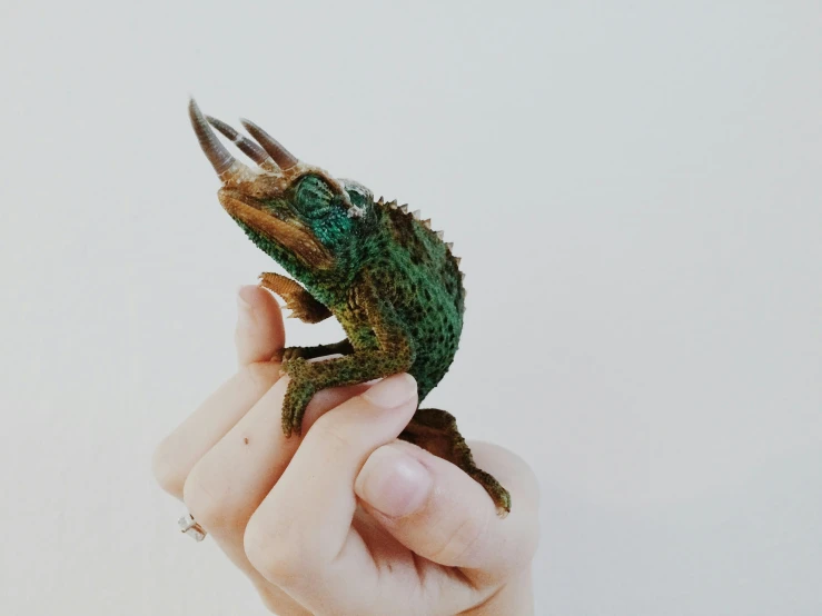 a small lizard is being held in someones hand