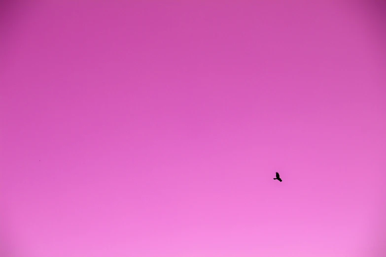 an airplane in the sky with a single bird flying by