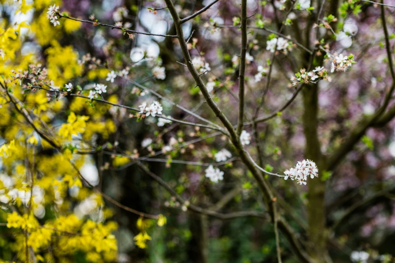 tree with yellow flowers and lots of nches