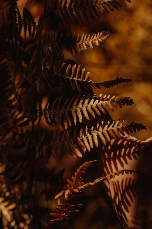 the tree leaves have long, thin and sharp lines on them