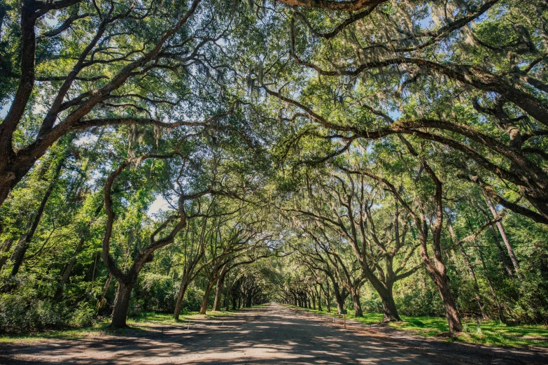 the road is surrounded by trees and has several leaves on them