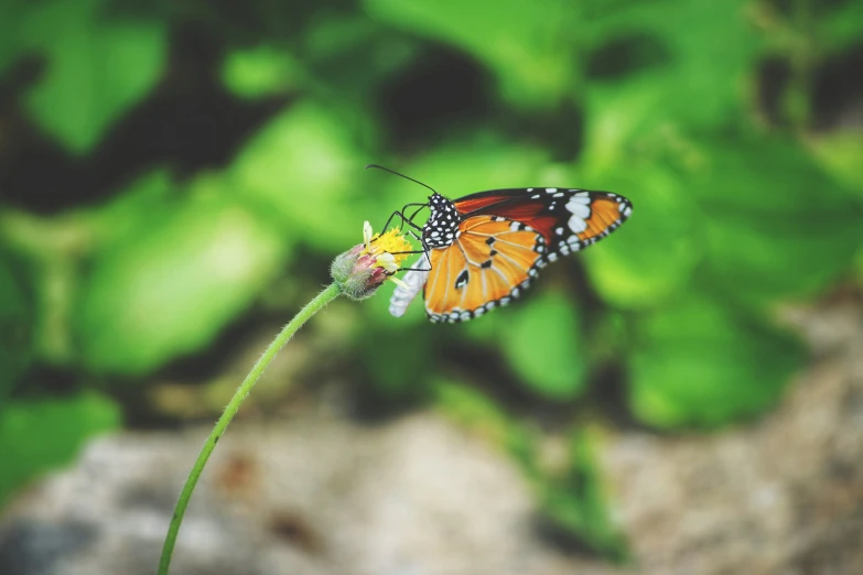 an orange and black erfly sitting on a flower