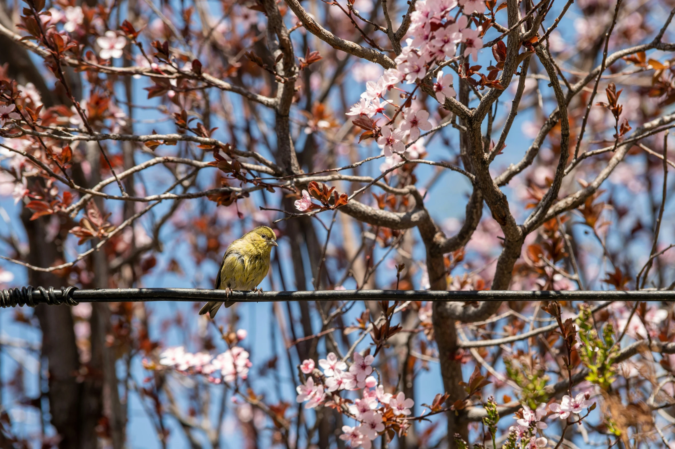 a yellow bird sitting on top of a power line