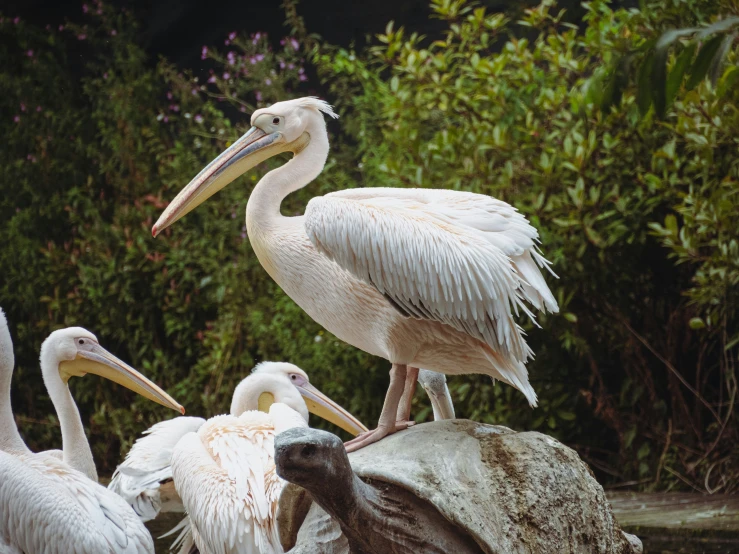 pelicans and other birds with their necks spread in front of trees